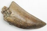 Robust Tyrannosaur Tooth - Judith River Formation #207663-1